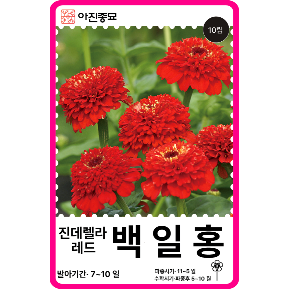 백일홍 씨앗 100립 / 백일홍 15색상 엘레강스 혼합 꽃씨 몰 봄꽃씨 절화용 야생화 - 상세 이미지 3