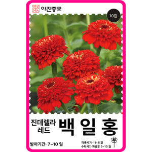 백일홍 씨앗 100립 / 백일홍 15색상 엘레강스 혼합 꽃씨 몰 봄꽃씨 ... 실사용 후기 | 효과 있을까? - 상품 이미지 3