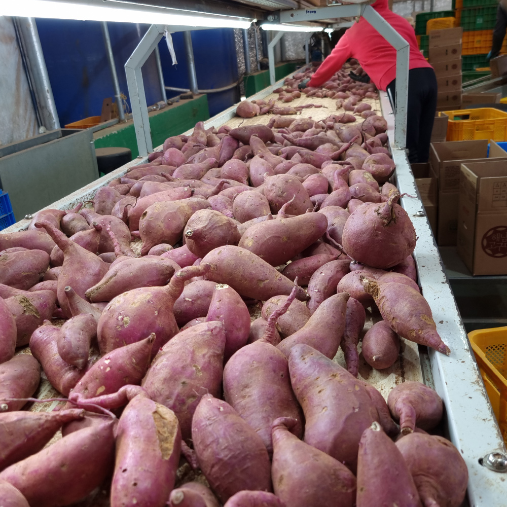해남 호박 고구마 밤고구마 3kg 5kg 베니하루카 이미지 7
