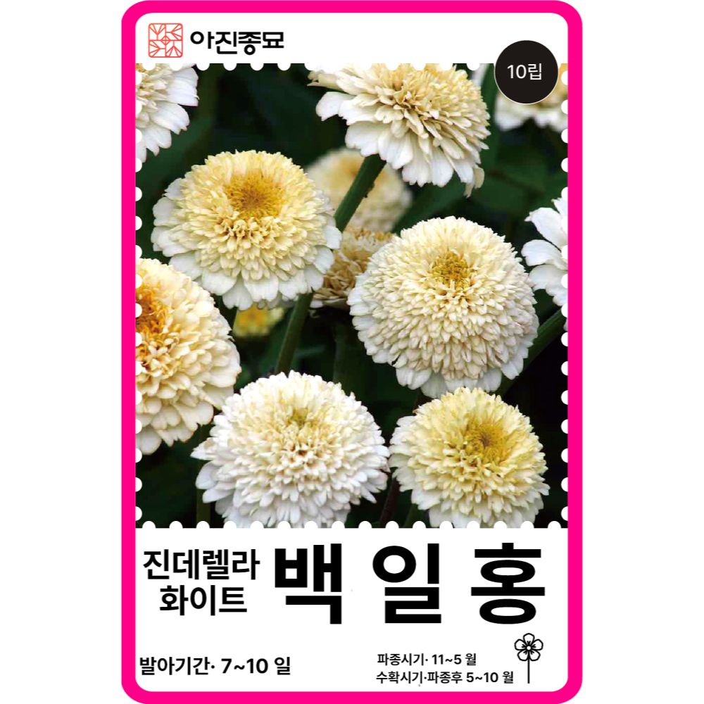 백일홍 씨앗 100립 / 백일홍 15색상 엘레강스 혼합 꽃씨 몰 봄꽃씨 절화용 야생화 - 상세 이미지 4