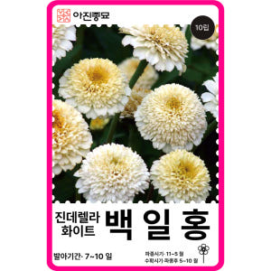 백일홍 씨앗 100립 / 백일홍 15색상 엘레강스 혼합 꽃씨 몰 봄꽃씨 ... 실사용 후기 | 효과 있을까? - 상품 이미지 4