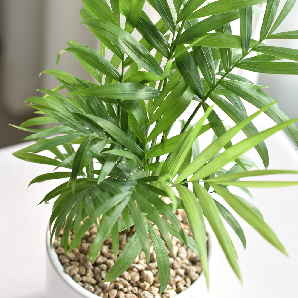 1+1 공기정화식물 스투키 테이블야자 인테리어식물