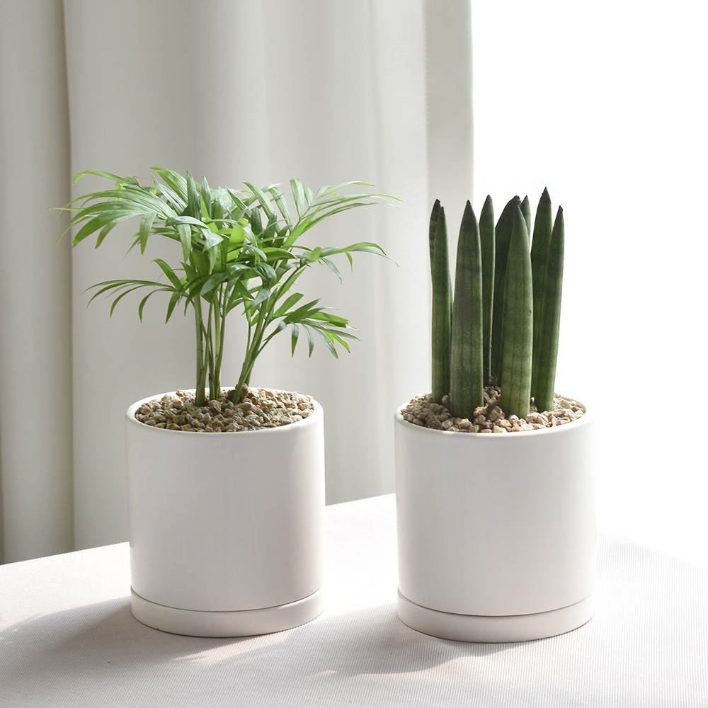 1+1 공기정화식물 스투키 테이블야자 인테리어식물