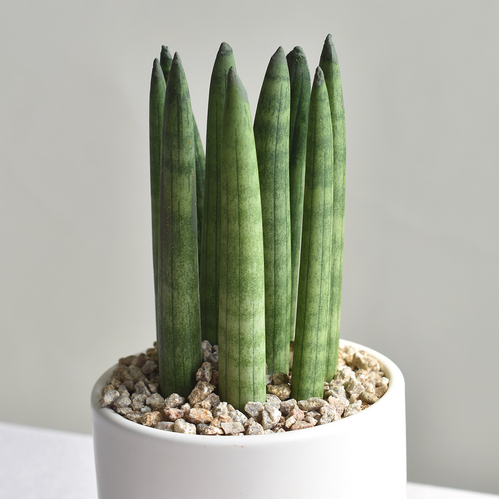 1+1 공기정화식물 스투키 테이블야자 인테리어식물