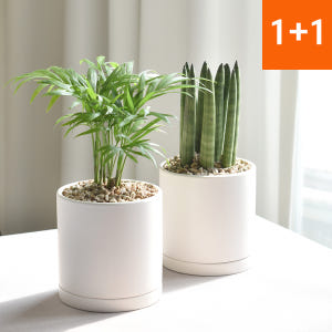 1+1 공기정화식물 스투키 테이블야자 인테리어식물 실사용 후기 | 효과 있을까? - 상품 이미지 1