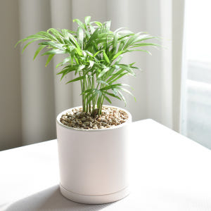 1+1 공기정화식물 스투키 테이블야자 인테리어식물 실사용 후기 | 효과 있을까? - 상품 이미지 3