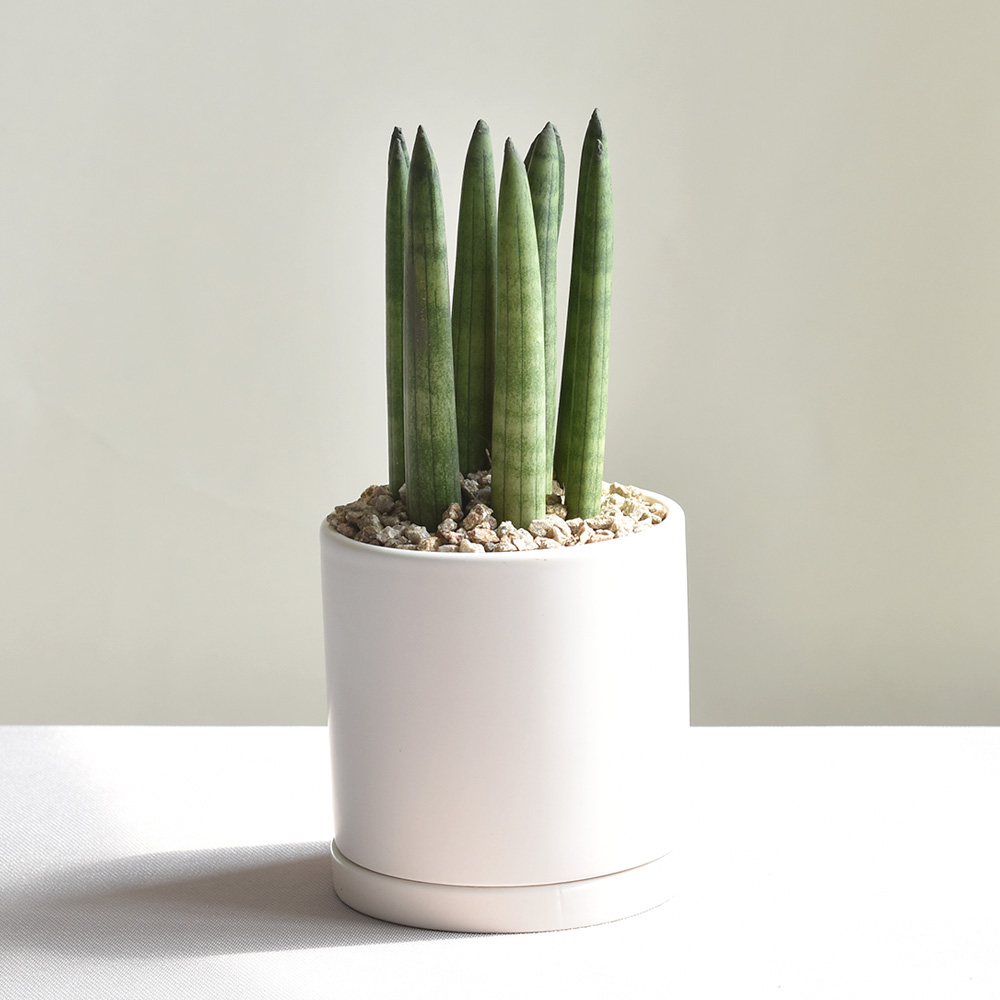 1+1 공기정화식물 스투키 테이블야자 인테리어식물