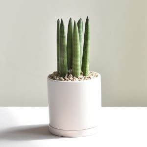 1+1 공기정화식물 스투키 테이블야자 인테리어식물 실사용 후기 | 효과 있을까? - 상품 이미지 4