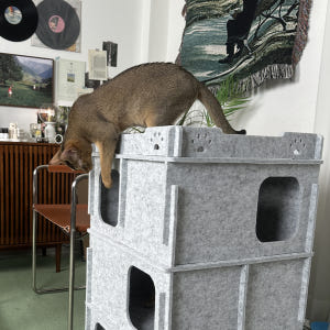 MIAMIA 미로 고양이 숨숨집 동굴 숨숨 터널 캣타워 대형 솔직 후기 | 실제 사용자 리뷰 총정리 - 상품 이미지 3