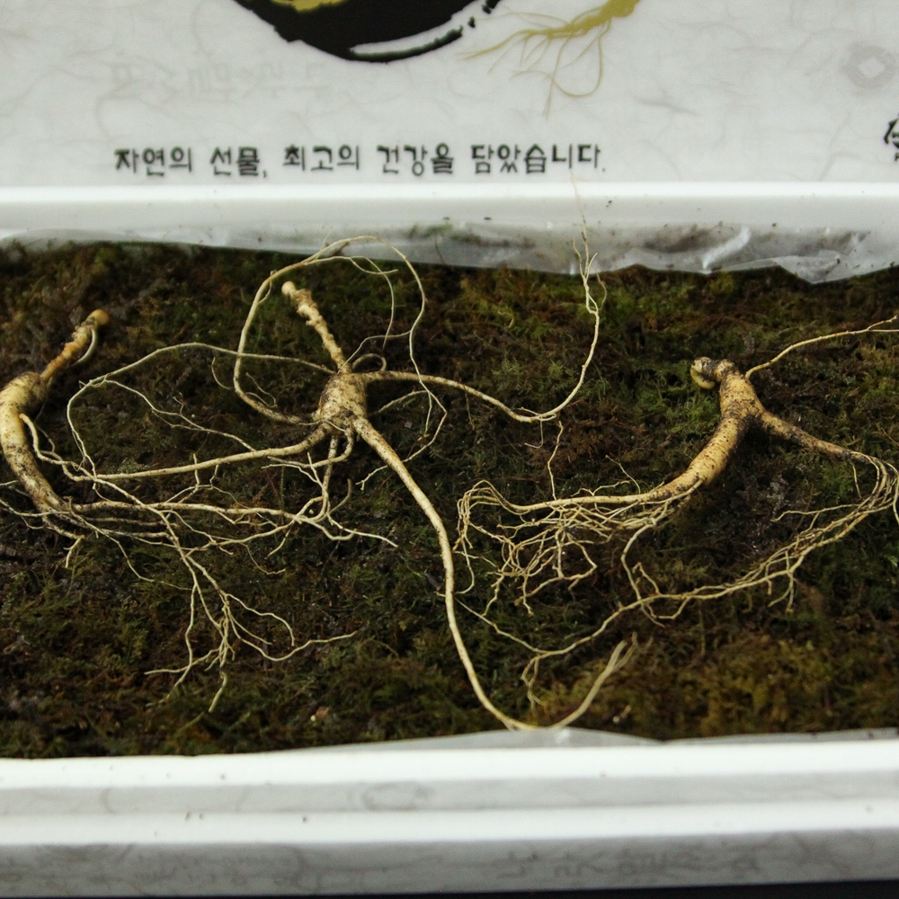 산양삼 장뇌삼 장내 자연산 새싹 산양산삼 이미지 6