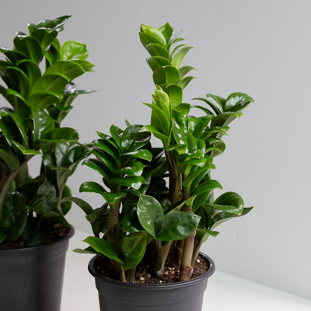 보석 금전수 돈나무 돈들어오는 인테리어식물 거실화분 종류