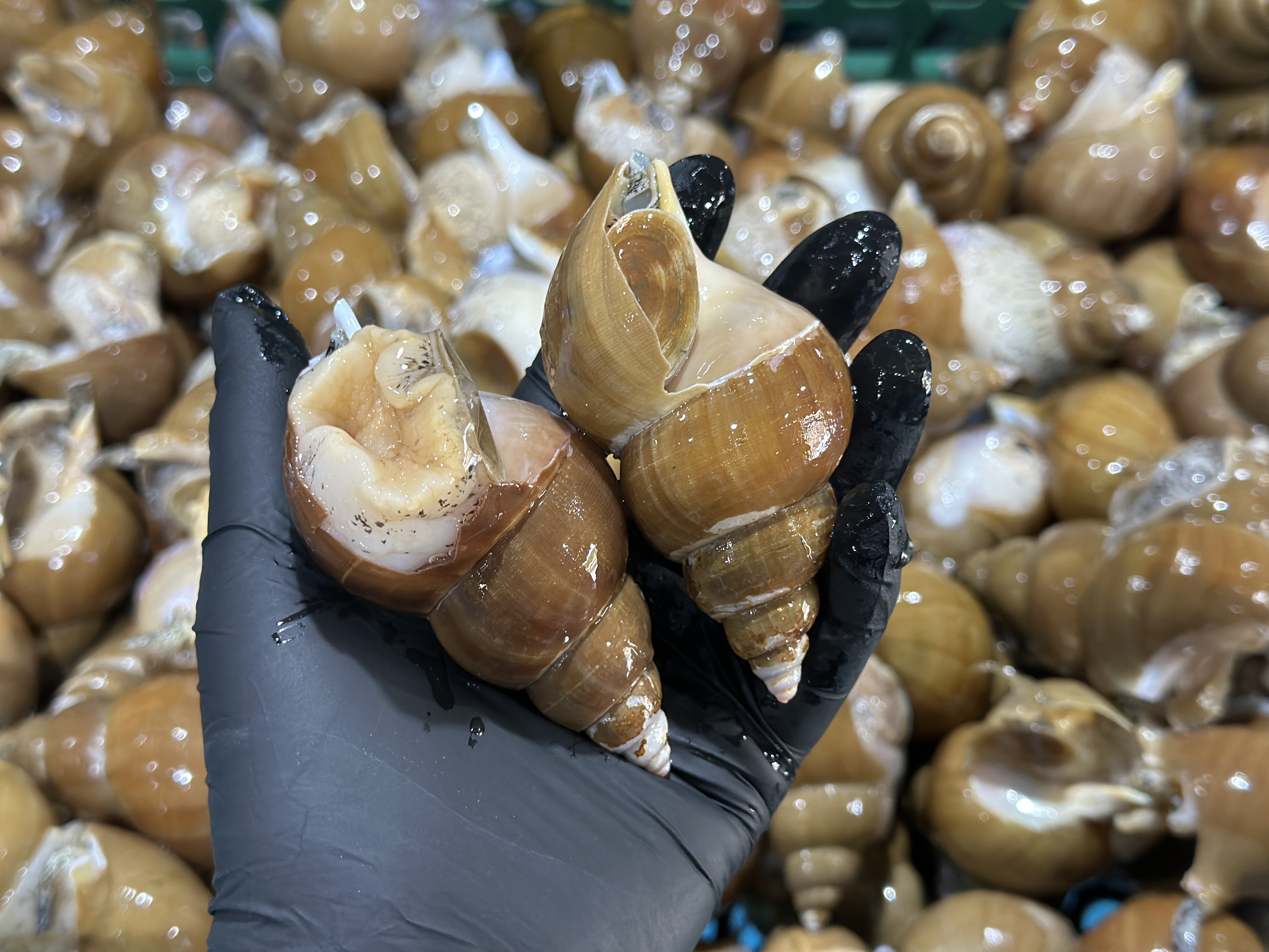 골뱅이 백골뱅이 동해 백고동 생물 참 통골뱅이 탕 자연산 제철 1kg - 상세 이미지 5