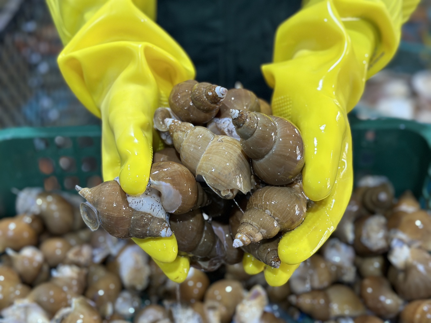 골뱅이 백골뱅이 동해 백고동 생물 참 통골뱅이 탕 자연산 제철 1kg - 상세 이미지 2
