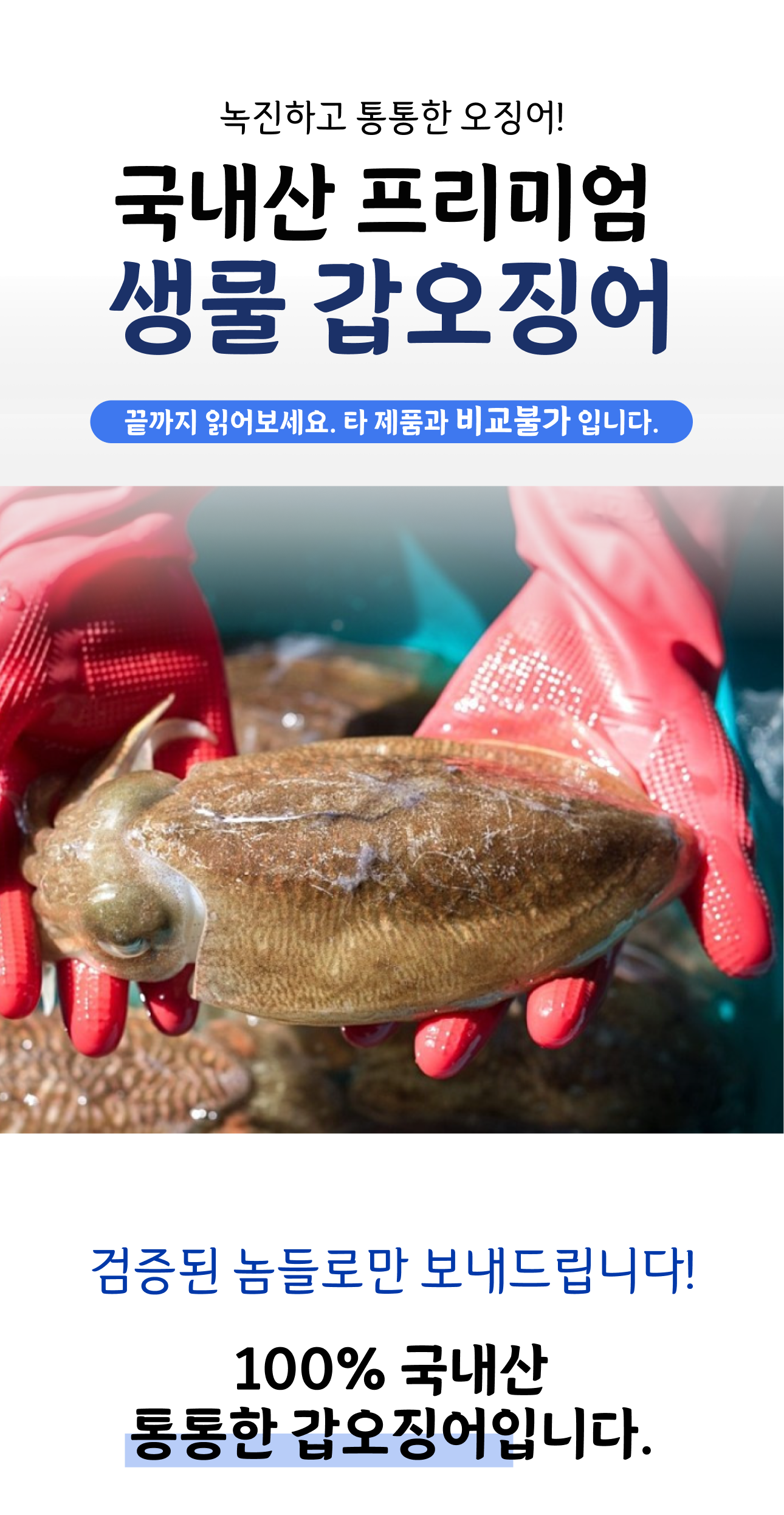 국내산 갑오징어 생물 특품 5kg, 1개 - 상세 이미지 2