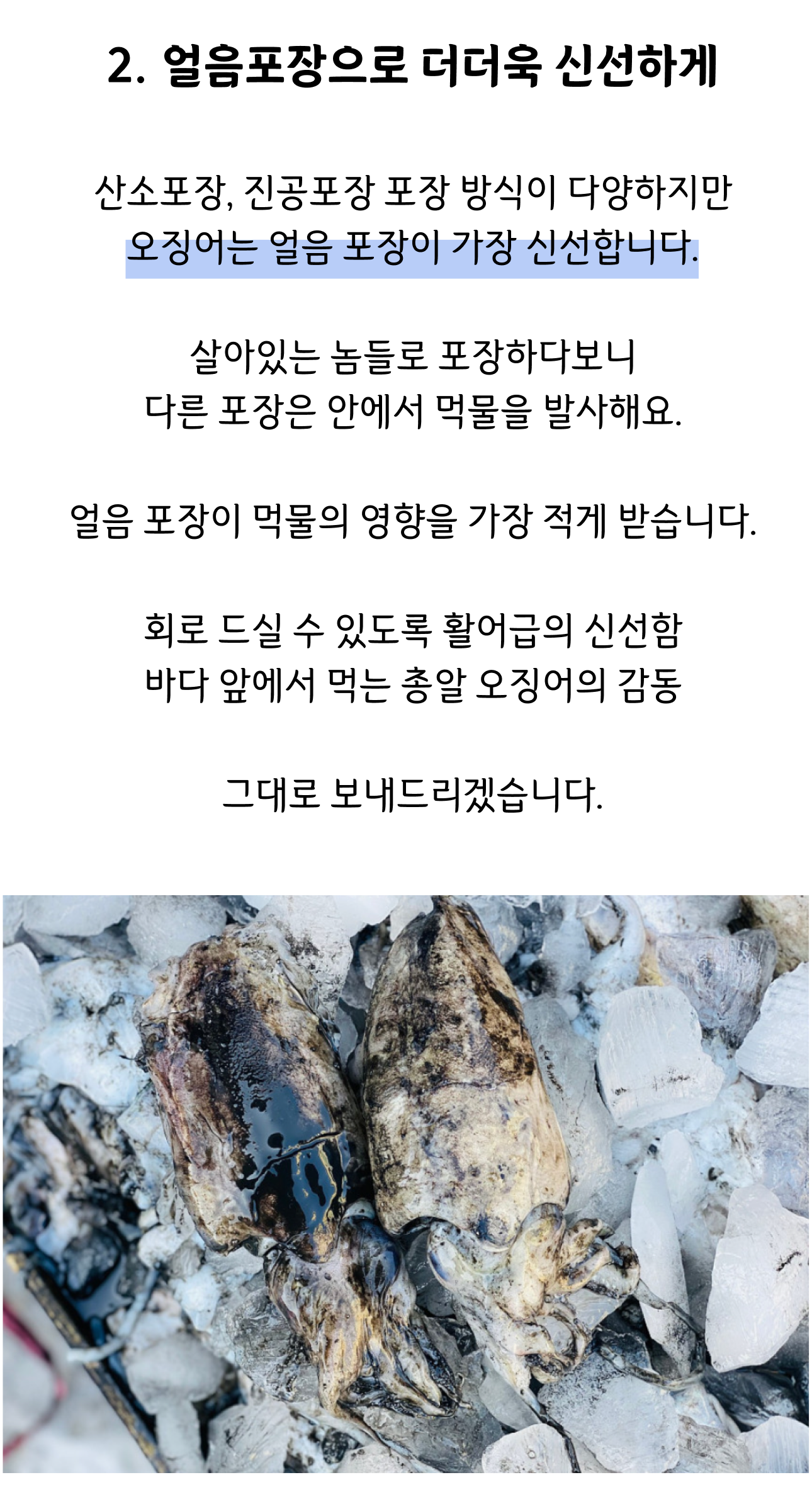 국내산 갑오징어 생물 특품 4kg, 1개 이미지 6