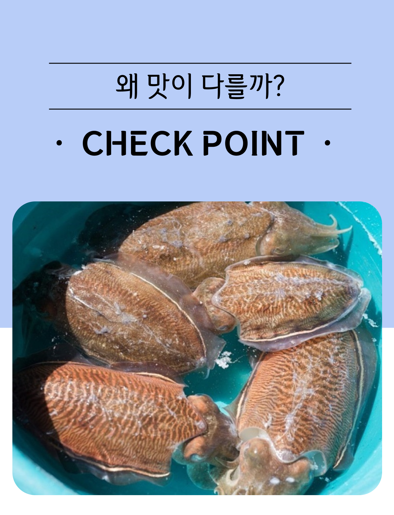 국내산 갑오징어 생물 특품 5kg, 1개 - 상세 이미지 4