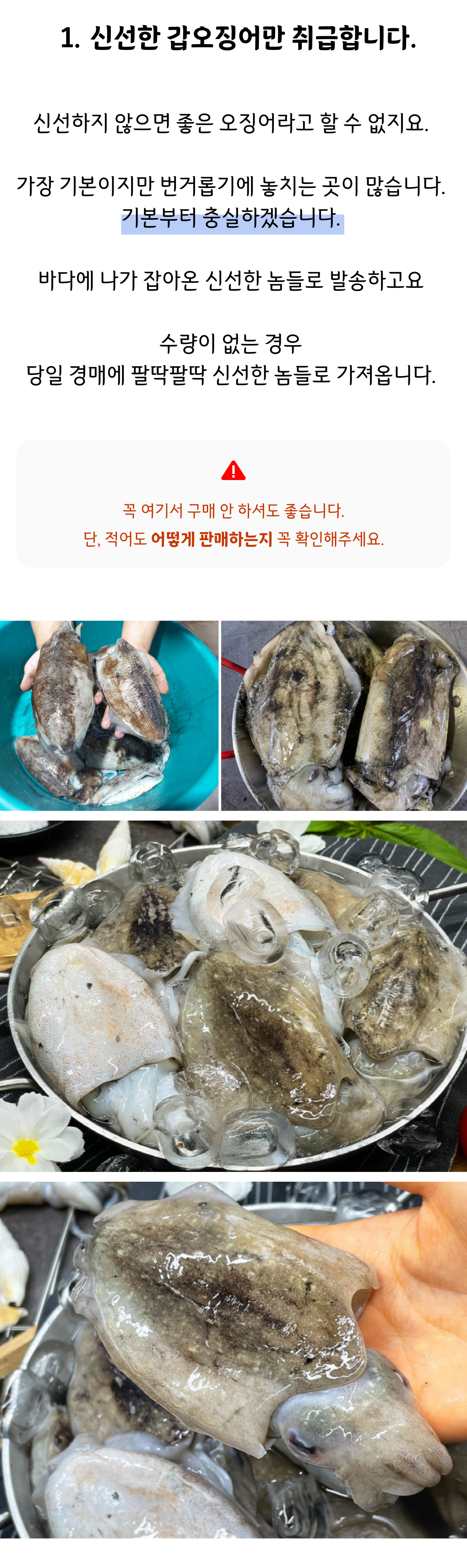 국내산 갑오징어 생물 특품 5kg, 1개 - 상세 이미지 5