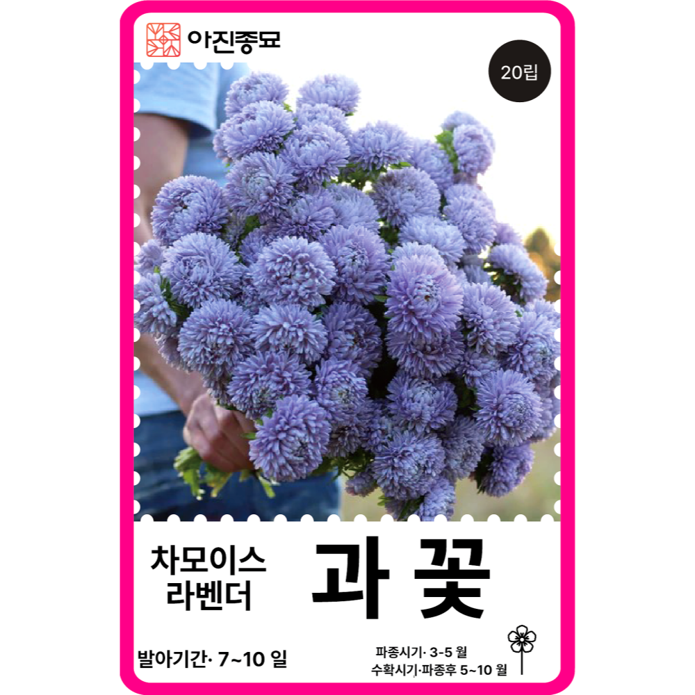 과꽃 씨앗 레인보우 혼합 / 20립 겹과꽃 종자 꽃씨 몰 고급 종자 [아진종묘] 이미지 4