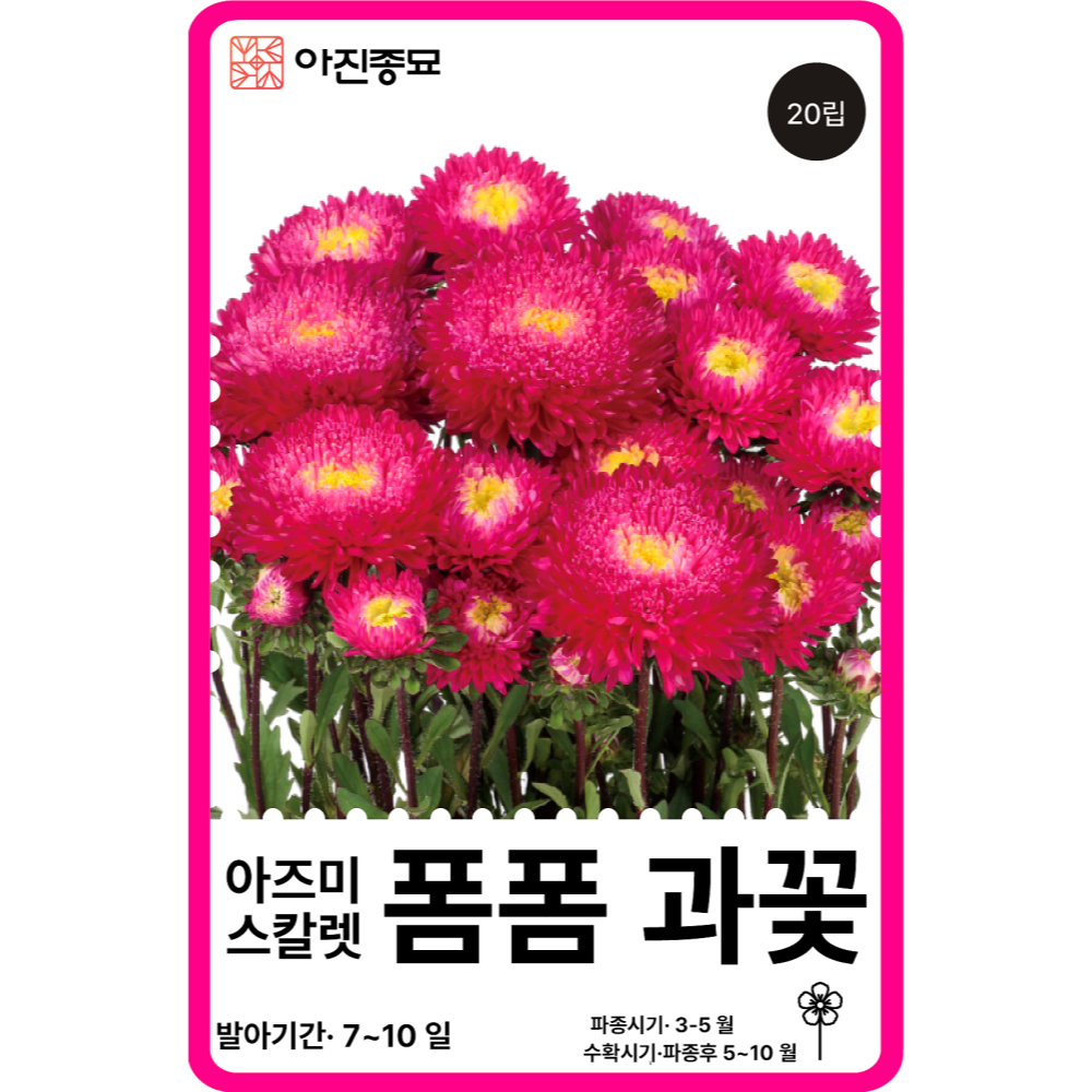 과꽃 씨앗 레인보우 혼합 / 20립 겹과꽃 종자 꽃씨 몰 고급 종자 [아진종묘] 이미지 3