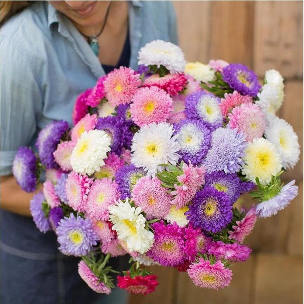 과꽃 씨앗 레인보우 혼합 / 20립 겹과꽃 종자 꽃씨 몰 고급 종자 [아진종묘]