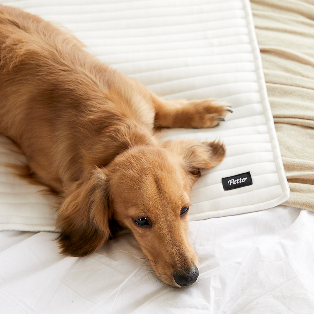 펫토 냉감커버 쿨매트 강아지 고양이 여름 쿨방석 매트