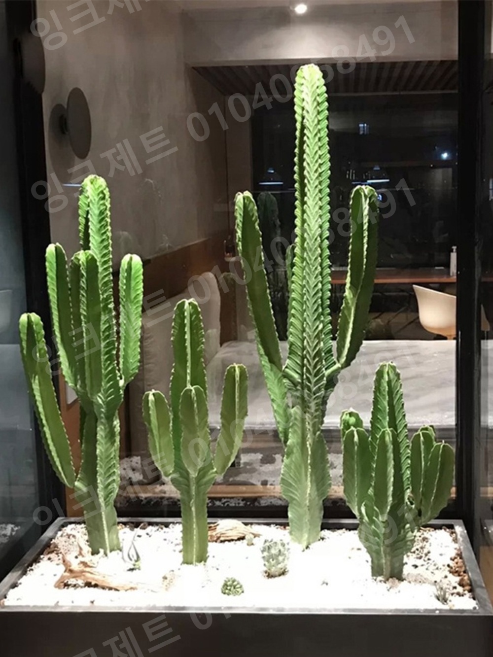인조 선인장 사막 연출 대형 키큰 생화같은 인테리어 - 상세 이미지 5