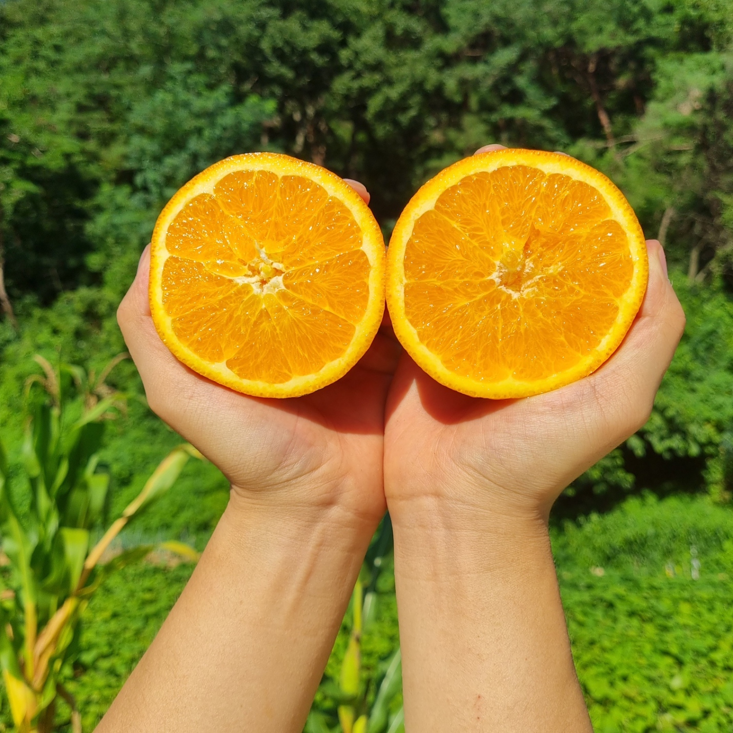 네이블 오렌지 고당도 프리미엄 블랙라벨 오렌지 중과 10개