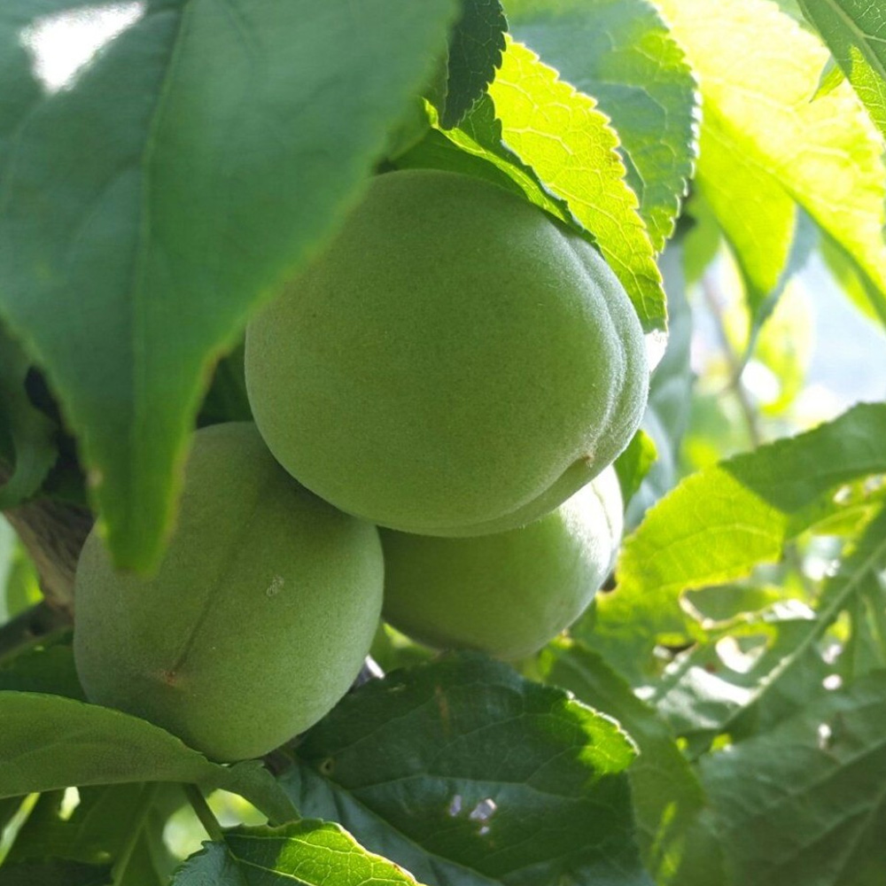 경남하동 매실장아찌 1kg (매실절임) HACCP 이미지 8