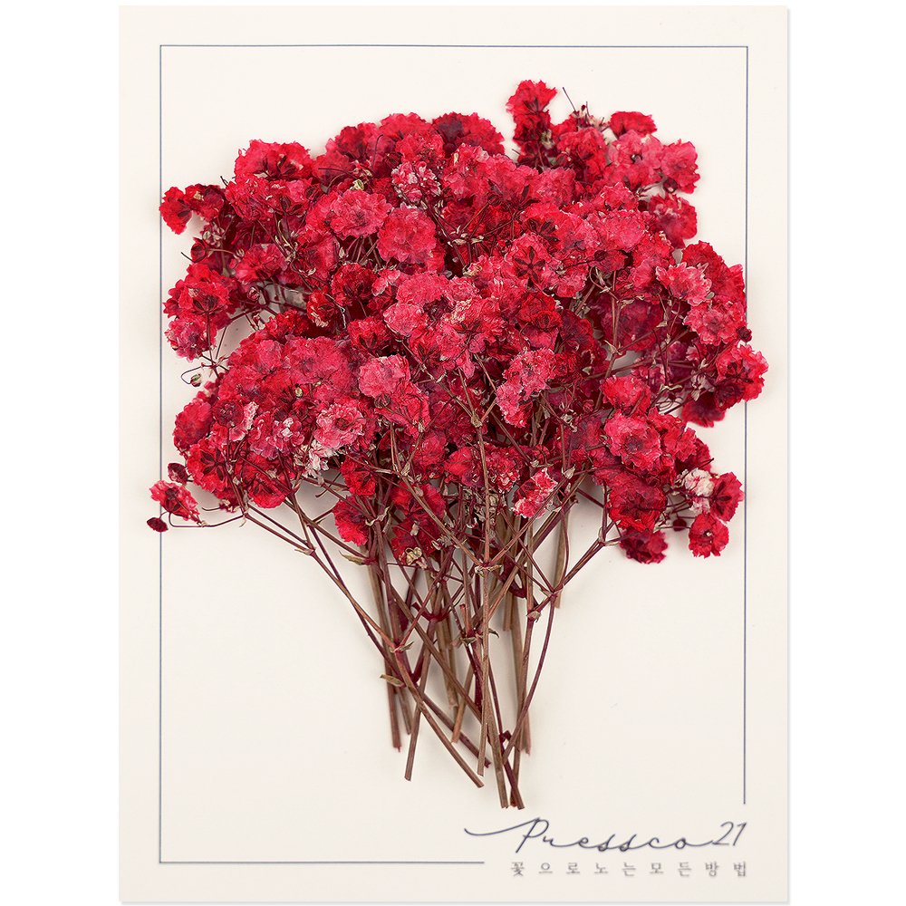 프레스코21 압화 줄기 안개꽃(빨강) 20p - 상품 이미지