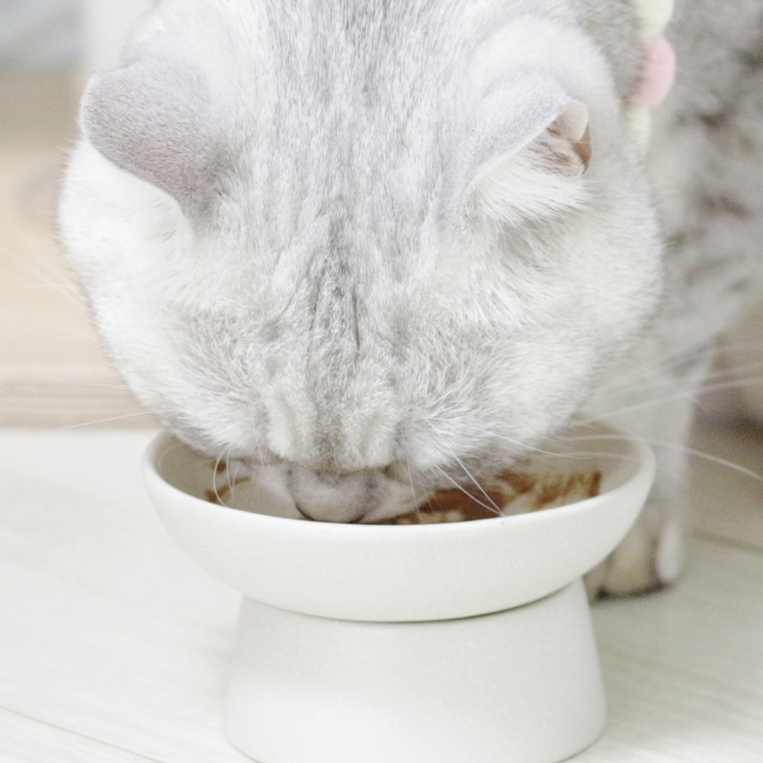 요로캣 고양이유산균 프로바이오틱스 30개입 고양이영양제 변비 설사 면역력