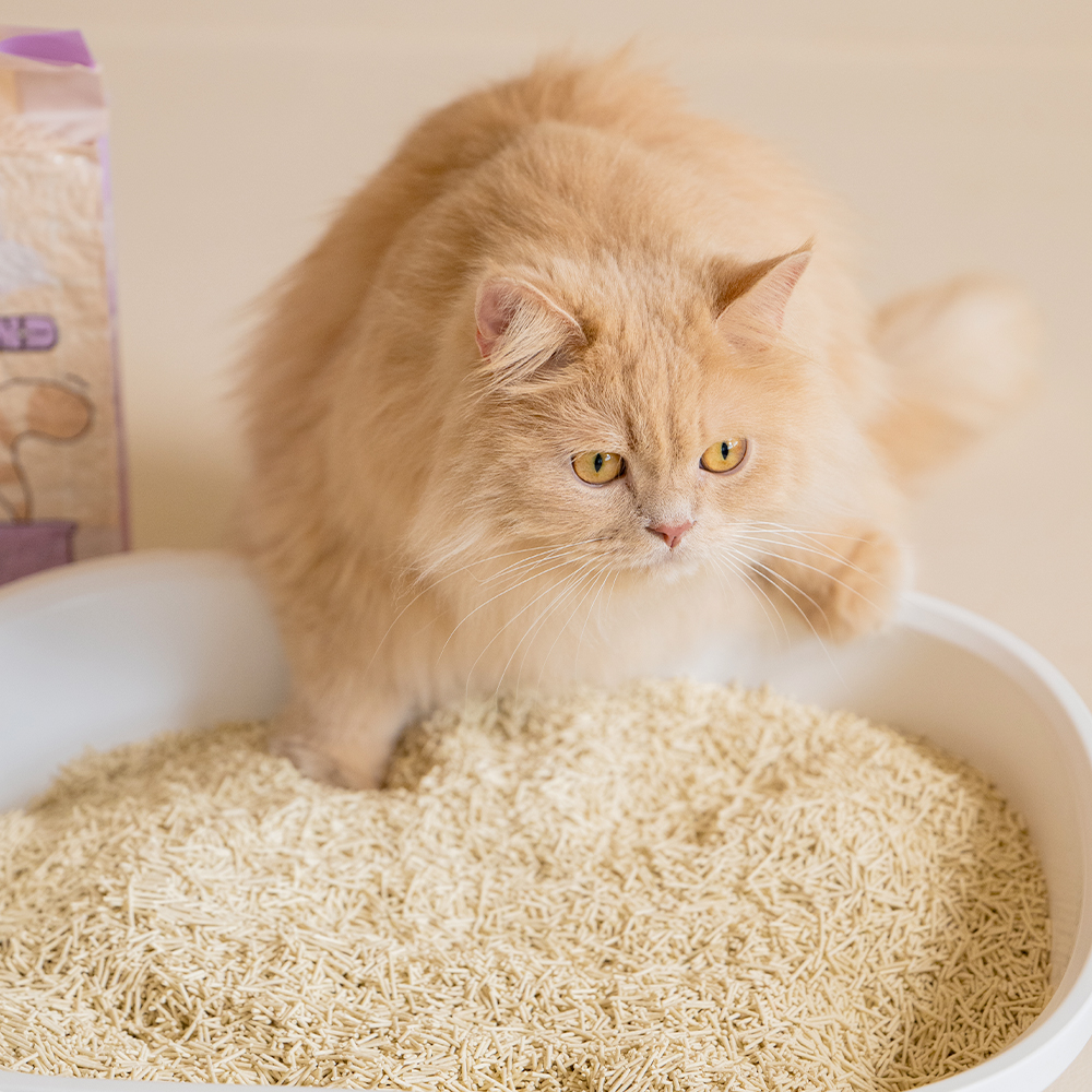 펫트리움 보들보들 두부모래 2.8kg 먼지없는 고양이모래