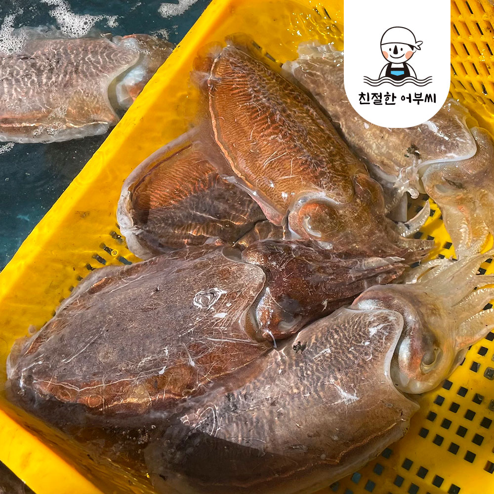 활갑오징어 손질갑오징어 봄 볶음 숙회 국내산 생물 냉동 친절한어부씨 이미지 3