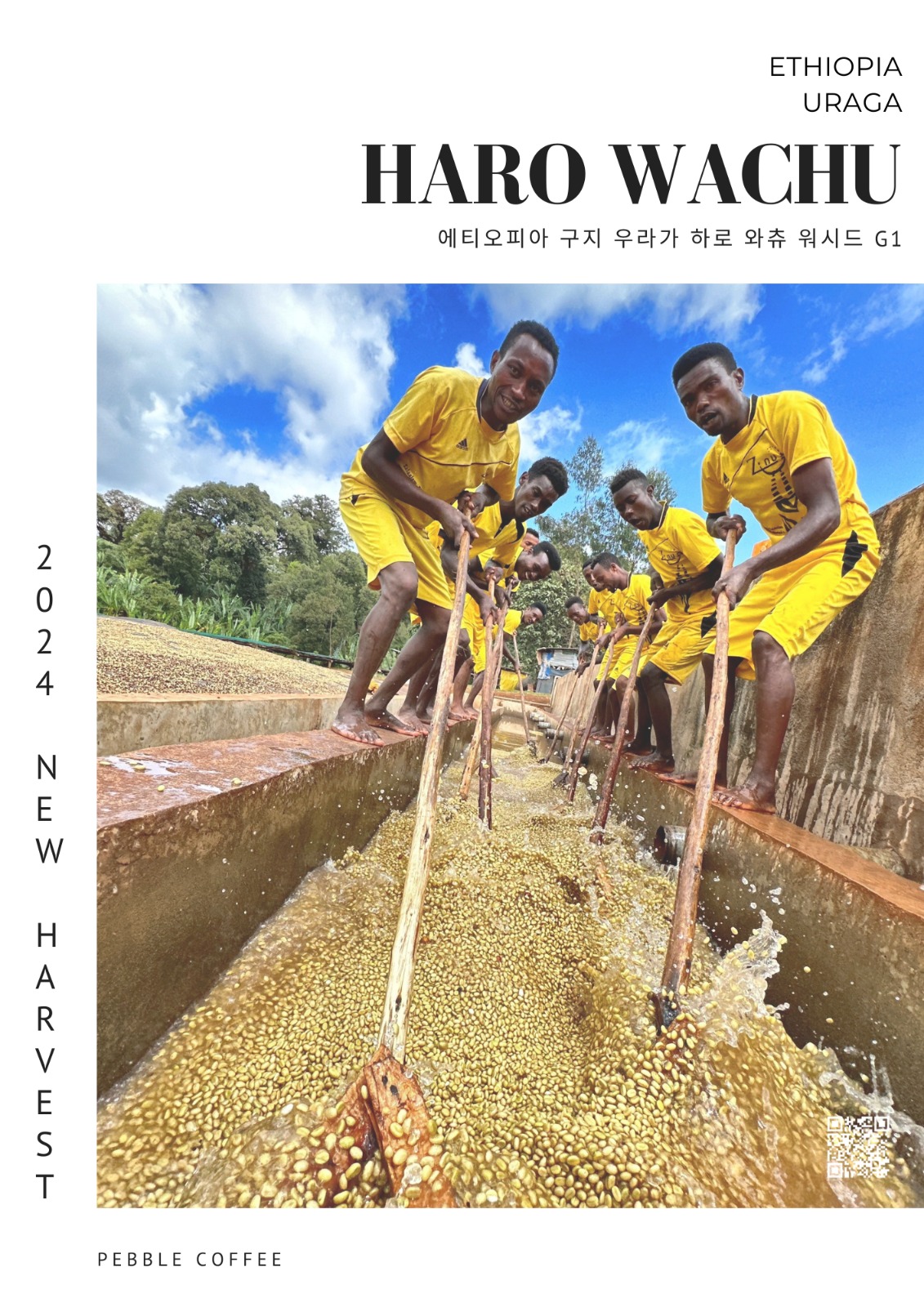 에티오피아 구지 우라가 하로 와츄 워시드 G1 5KG (ETHIOPIA GUJI URAGA HARO WACHU WASHED G1)