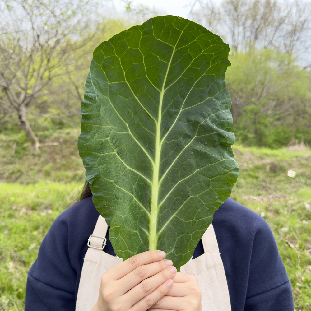 유기농 케일 신선초 즙용 주스용