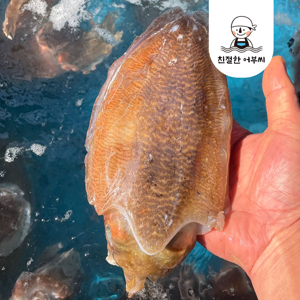국내산 손질 갑오징어 생물 급냉 구이 숙회 1kg 친절한어부씨