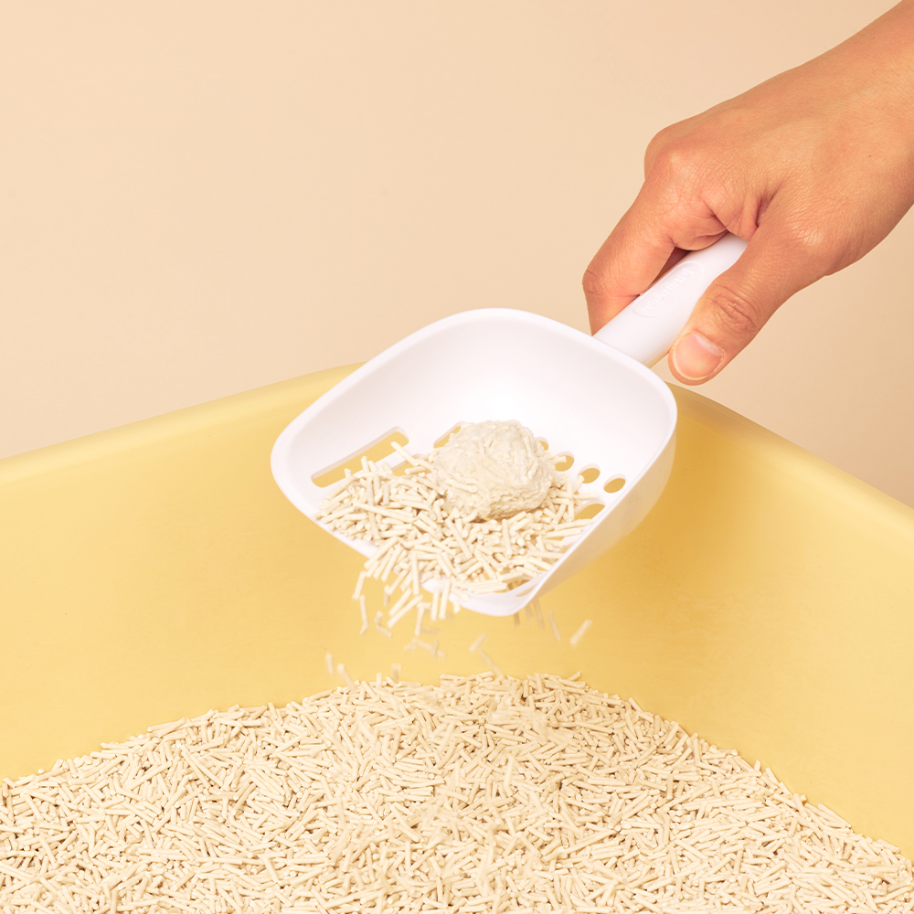 3651 365샌드 고양이 두부모래 2.0 녹차향, 2.8kg, 5개