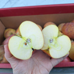 주스용사과 10kg(랜덤과) 못난이 쥬스용 흠과 청송 경북 맛있게 먹은 솔직 후기 - 상품 이미지 1