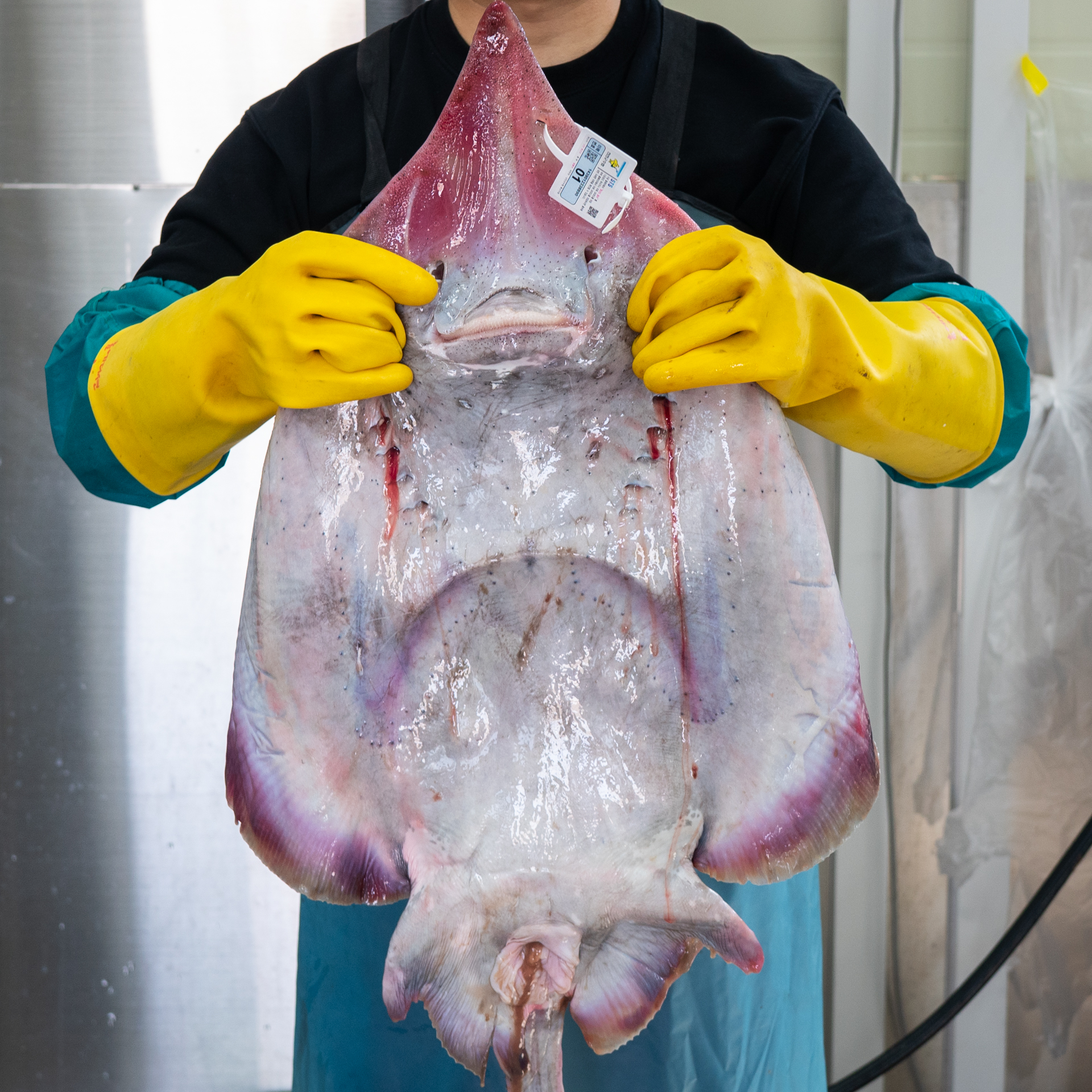 국내산 목포 흑산도 홍어 삭힌 애 안 회 코 삼합 500g 1kg 1.5kg