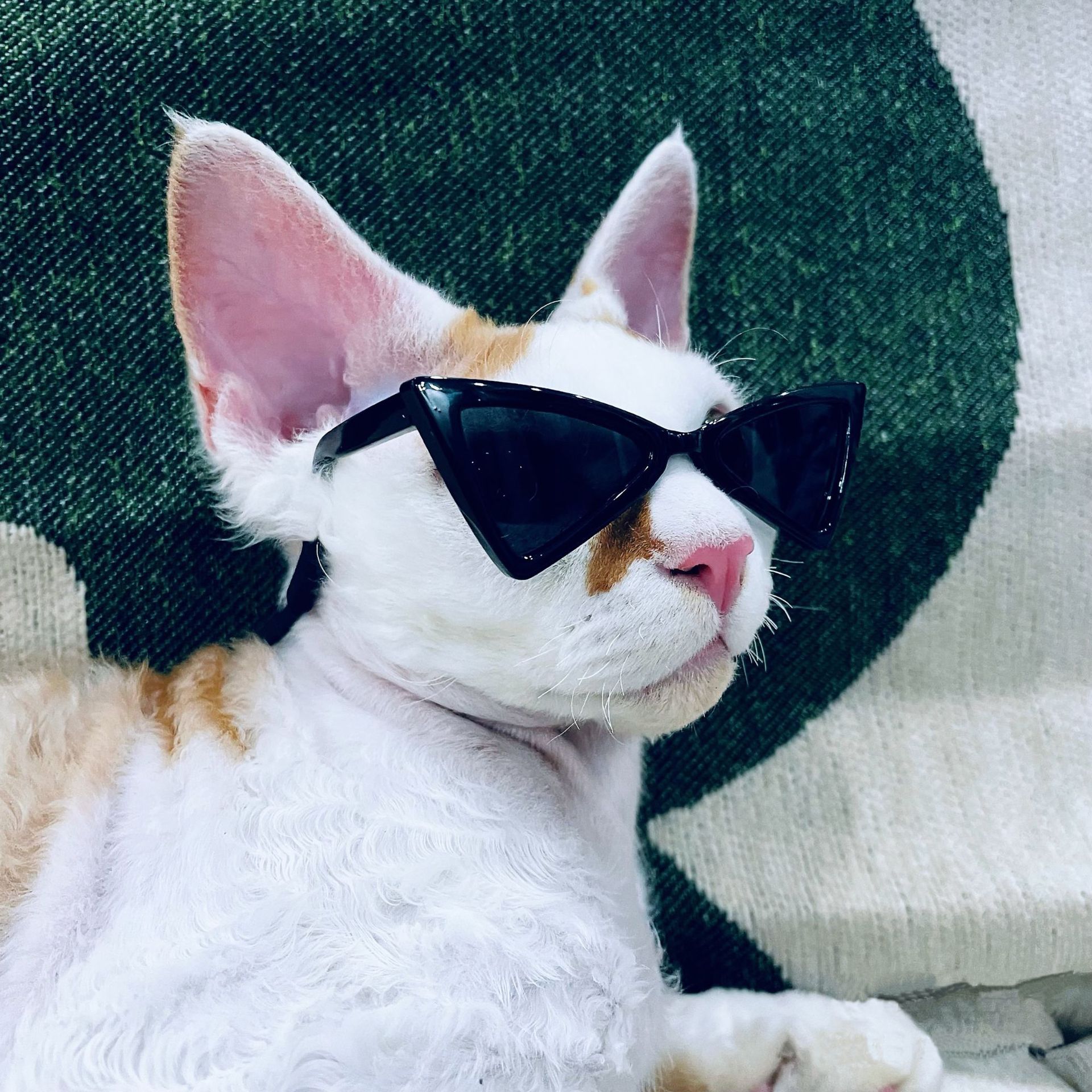 다묘집사 고양이 삼각 선글라스 안경 이미지 2
