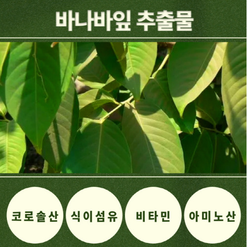 양춘사 추출물 바나바잎 혈당케어 60정 1+1 이미지 7