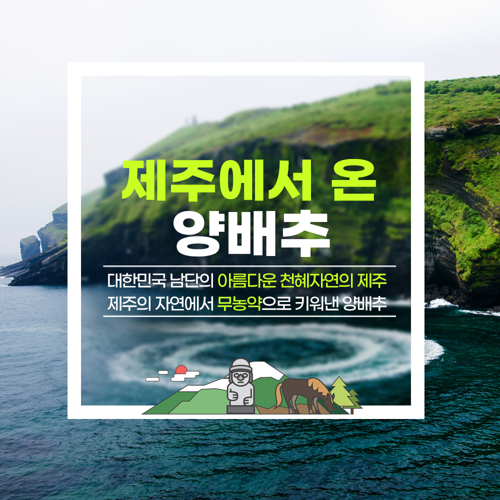 국산 제주 100% 양배추 분말 정 식약처 HACCP 180정 대용량 - 상세 이미지 4
