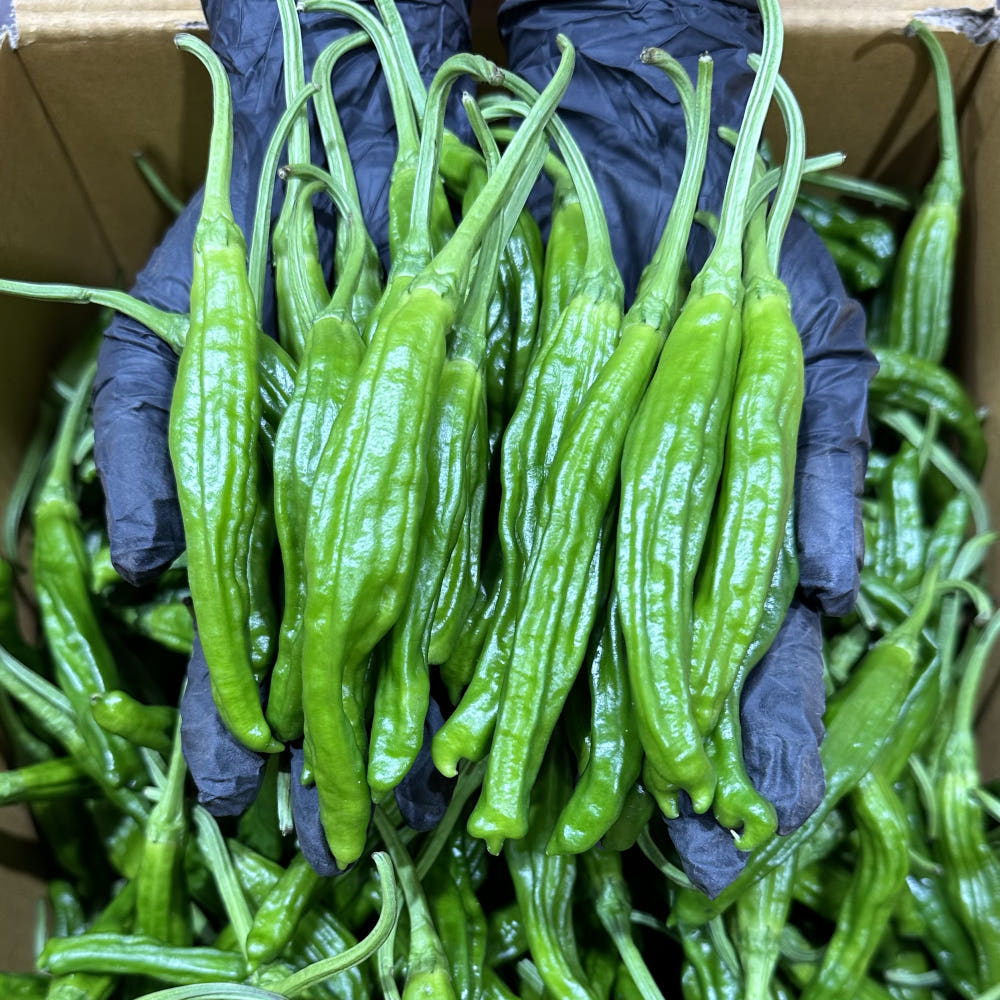 안 매운 꽈리고추 특A급 1kg, 1개 : 푸른잎농산