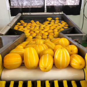 참외 성주 맛보장 가정용 프리미엄 고당도 꿀참외 3kg 5kg 맛있게 먹은 솔직 후기 - 상품 이미지 2
