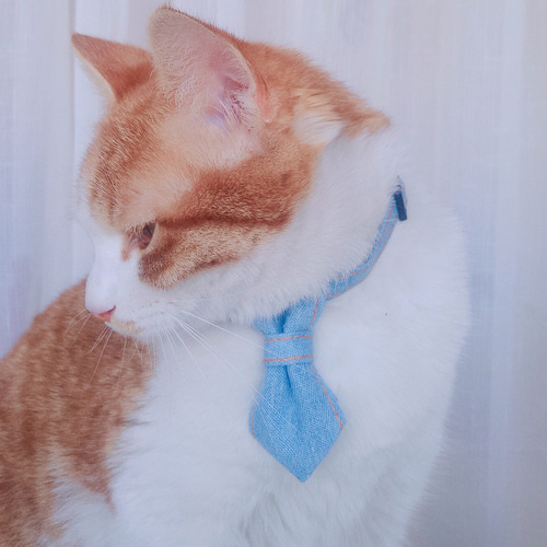 다묘집사 고양이 청 넥타이 - 상품 이미지