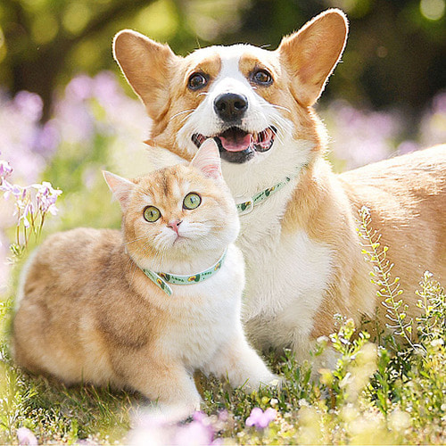 다묘집사 고양이 모기 기피 목걸이 - 상품 이미지