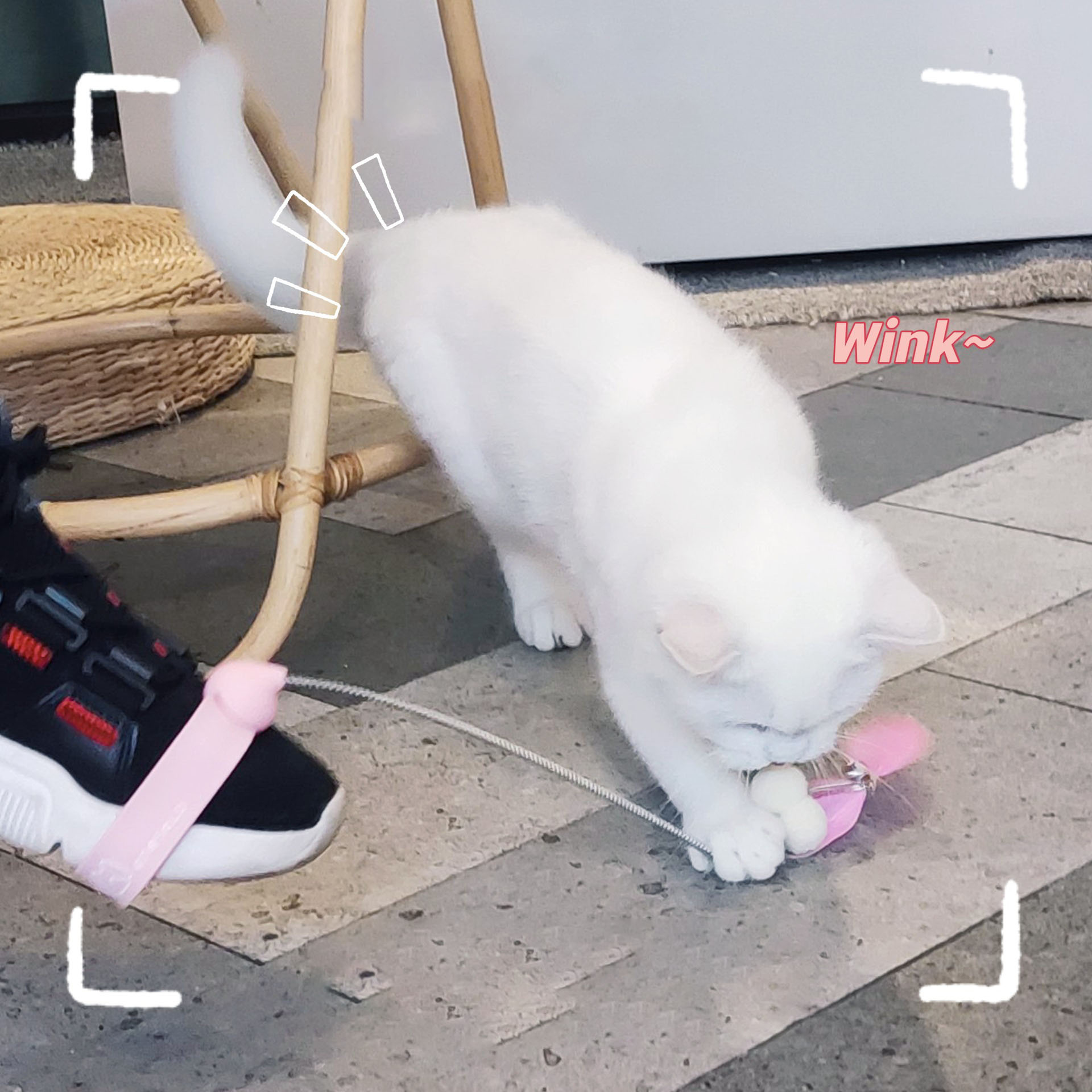 다묘집사 고양이 혼자노는 어디서든 설치 낚시대 - 상세 이미지 2