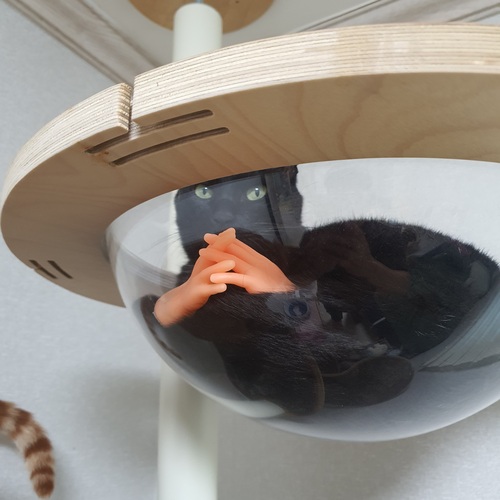 다묘집사 고양이 놀이 손가락 6개 - 상품 이미지