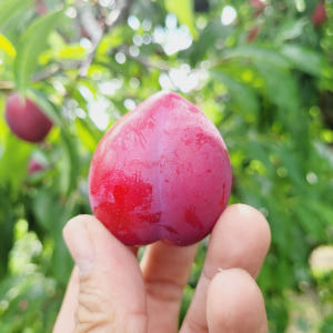 하우스 제철자두 국내산 대석 후무사 추희 고당도 김천 의성 맛있게 먹은 솔직 후기 - 상품 이미지 4