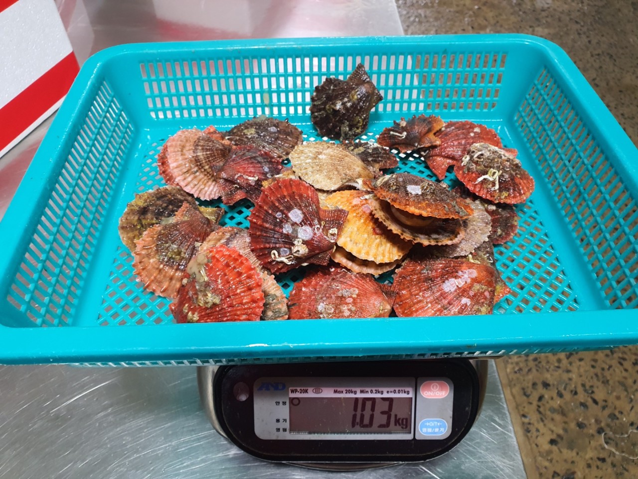 당일조업 산지직송 제철 홍가리비 세척 선별 찜 조개 구이 이미지 6