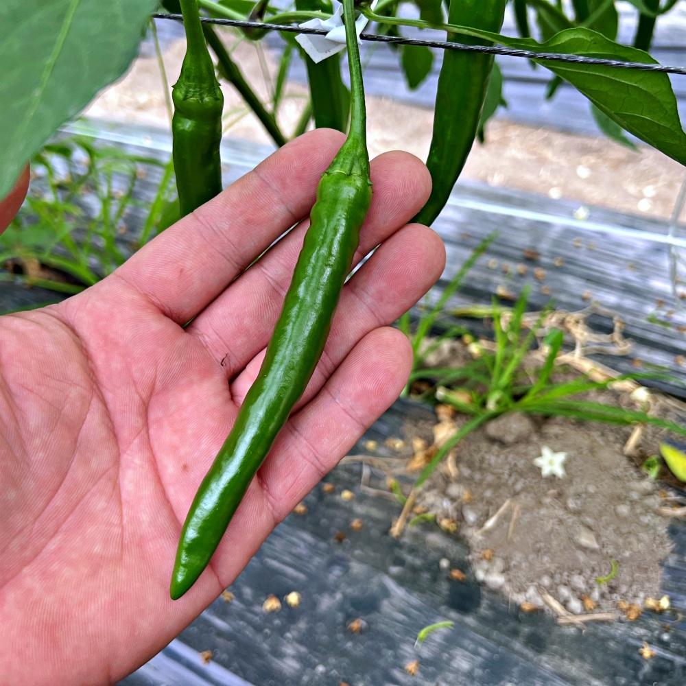 청양고추 땡초 1kg 못난이 상 특 - 메인 이미지